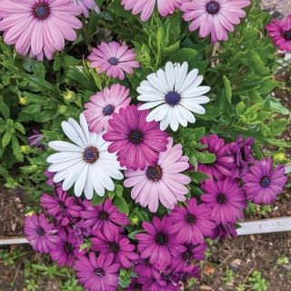 Asti Mix Osteospermum Thumbnail